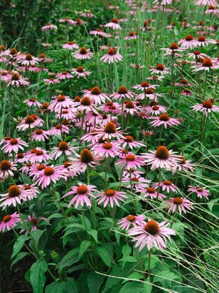 Echinacea purpurea Rubinstern McPHRM *** Echinacea purpurea Ruby star McPHRM McPHRM