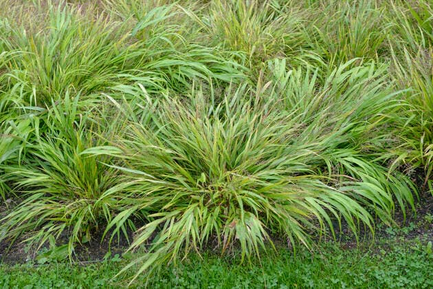 Japan-Berggras (Hakonechloa macra) McPHRM *** Japan mountain grass Hakonechloa macra McPHRM McPHRM
