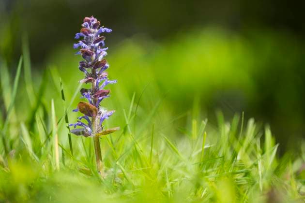 Kriech-Guensel, Kriechguensel, Kriechender Guensel (Ajuga reptans), bluehend auf einer Wiese, Niederlande, Friesland Common bugle, Creeping bugleweed (Ajuga reptans), inflorescence, Netherlands, Frisia BLWS619735 *** Creeping Guensel, Creeping Guensel, Creeping Guensel Ajuga reptans , blooming on a meadow, Netherlands, Friesland Common bugle, Creeping bugleweed Ajuga reptans , inflorescence, Netherlands, Frisia BLWS619735 Copyright: xblickwinkel AGAMI W.xLeursx