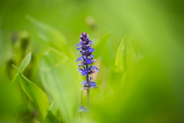 Kriech-Guensel, Kriechguensel, Kriechender Guensel (Ajuga reptans), bluehend auf einer Wiese, Niederlande, Friesland Common bugle, Creeping bugleweed (Ajuga reptans), blooming in a meadow, Netherlands, Frisia BLWS619737 *** Creeping Guensel, Creeping Guensel, Creeping Guensel Ajuga reptans , blooming on a meadow, Netherlands, Friesland Common bugle, Creeping bugleweed Ajuga reptans , blooming in a meadow, Netherlands, Frisia BLWS619737 Copyright: xblickwinkel AGAMI W.xLeursx