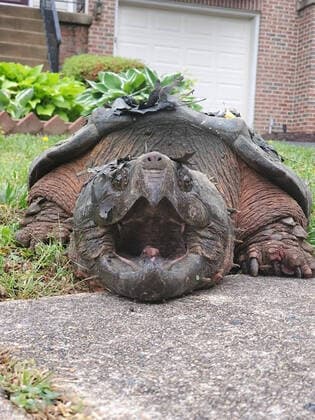 Bilder des Jahres 2020, Entertainment 06 Juni Entertainment Themen der Woche KW25 Police came face-to-face with an unusual character following reports of a creature roaming free in Fairfax County, Virginia. It was discovered a 65lb alligator snapping turtle had been spotted crossing a road in a residential area. Fairfax County Police Department explain: Recently, our Animal Protection Police (APP) received a call about a large turtle that was crossing the road repeatedly in a residential area of Alexandria. Much to their surprise, it was a 65 lb alligator snapping turtle! Alligator snapping turtles are not native to our area and it s believed this was a captive-bred turtle that was released into the wild. The turtle was safely captured by the APP and transported temporarily to the Fairfax County Animal Shelter. The co Copyright: xx 40572855 EDITORIAL USE ONLY. NOT FOR USE BY NEWSPAPERS BASED IN THE UK.