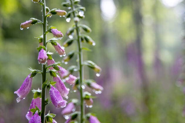 Regentropfen auf rotem Fingerhut 16.06.2020, Oberursel (Hessen): Regentropfen sind auf Pflanzen des roten Fingerhuts im Wald im Taunus zu sehen., Oberursel Deutschland *** Raindrops on red foxglove 16 06 2020, Oberursel Hessen Raindrops can be seen on plants of the red foxglove in the Taunus forest, Oberursel Germany