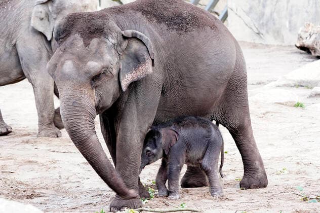 Bilder des Jahres 2020, Entertainment 06 Juni Entertainment Themen der Woche KW25 Entertainment Bilder des Tages Nachwuchs im Kölner Zoo bei den Elefanten. Mutter Shu Thu Zar brachte gestern Nacht eine kleine Elefantenkuh zur Welt. Das kleine Elefantenbaby ist wohlauf und durfte das erste Mal ins Freie. Köln, 18.06.2020 *** Offspring in Cologne Zoo with the elephant mother Shu Thu Zar gave birth to a little elephant cow last night The little elephant baby is well and was allowed to go outside for the first time Cologne, 18 06 2020 Foto:xJ.xKrickx xFuturexImage