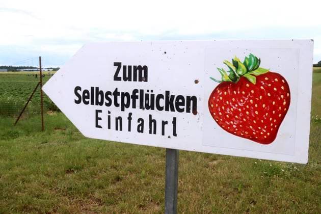 ERDBEERE ERDBEEREN Erdbeeren Saison 2020 zum Selbstfluecken in Hohlhorn *** Strawberry strawberries strawberries season 2020 for self-flushing in Hohlhorn