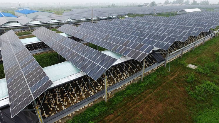 IMAGO Nature: Unsere Erde, Energiequellen, Photovoltaik YIZHENG, CHINA - JUNE 17: Geese are seen under solar panels at a complementation power station combining agriculture and photovoltaic power generation on June 17, 2020 in YIzheng, Jiangsu Province of China.  Copyright: xVCGx CFP111288043126