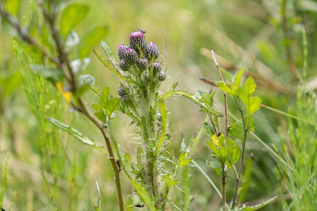 18.06.2020 Igls, Innsbruck, Tirol, Austria Bild: Bach-Kratzdistel, Cirsium rivulare Distel, Disteln, Kratzdistel Waldwiese, Moor, Quellgebiet, Moorgebiet, Wiese, Sumpfwiese *** 18 06 2020 Igls, Innsbruck, Tyrol, Austria Picture Brook Catthistle, Cirsium rivulare thistle, thistles, catthistle forest meadow, moor, headwaters, moorland, meadow, swamp meadow