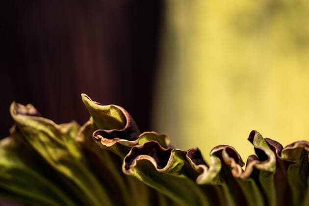 IMAGO Nature: Unsere Erde, Pflanzen, Seltene Pflanzen Botanisk Haves Amorphophallus Titanum blomstrer igen i Palmehuset i Koebenhavn, fredag den 19. juni 2020. Den blomstrer normalt kun hvert 15. aar i naturen, men Botanisk Haves supereksemplar har blomstret hvert 2. aar siden 2012. Den gigantiske blomsterstand lugter af raaddent koed og vokser op mod 10 cm om dagen, naar den blomstrer.. , Denmark  Copyright: RitzauxScanpix MadsxClausxRasmussenx COP333 spdk20200619-153033-L