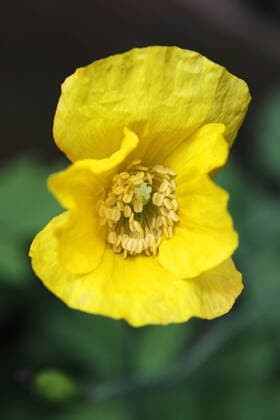 Gartenpflanzen zur Blütezeit Der leuchtende Goldmohn im Sommer zur Blütezeit *** Garden plants in bloom The bright golden poppy in summer in bloom