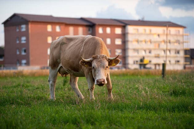 20.06.2020 - Coronavirus - Wohnsiedlung von Tönnies-Mitarbeitern in Quarantäne: In Verl wurde eine gesamte Wohnsiedlung von ausländischen Mitarbeitern des Fleischbetriebs Tönnies in Quarantäne geschickt, Häuser wurden mit Zäunen umringt nach dem über 1000 Mitarbeiter positiv auf das Coronavirus getestet wurden. Im Bild: Eine Kuh, Rind vor den Wohnkomplexten in Quarantäne. Foto: Noah Wedel, Verl Nordrhein-Westfalen Deutschland