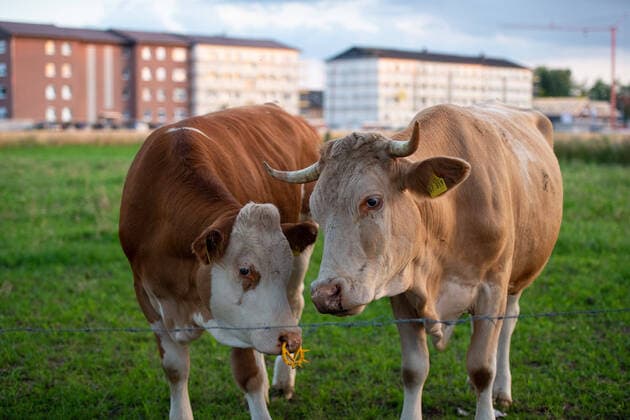 20.06.2020 - Coronavirus - Wohnsiedlung von Tönnies-Mitarbeitern in Quarantäne: In Verl wurde eine gesamte Wohnsiedlung von ausländischen Mitarbeitern des Fleischbetriebs Tönnies in Quarantäne geschickt, Häuser wurden mit Zäunen umringt nach dem über 1000 Mitarbeiter positiv auf das Coronavirus getestet wurden. Im Bild: Kuh, Kühe, Rind, Rinder vor den Wohnkomplexen in Quarantäne. Foto: Noah Wedel, Verl Nordrhein-Westfalen Deutschland
