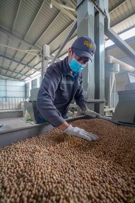 IMAGO Nature: Unsere Erde, Klimawandel, Ernährung, Pflanzen der Zukunft, Kichererbse (200621) -- TOLI, June 21, 2020 -- A staff member peels the chickpeas at the workshop of an agricultural science and technology company in Toli County, northwest China s Xinjiang Uygur Autonomous Region, June 19, 2020. Located in the mountainous area with an average elevation of over 1,500 meters, Toli County is suitable for the planting of chickpeas due to its geographical conditions. In 2020, the planting of chickpea has covered an area of 13,000 mu (about 866.7 hectares) in Toli to meet the demand of the market. A total of 433 local households, including 200 poverty-stricken households, are involved into the chickpea planting, a way to help them increase incomes and shake off poverty. ) CHINA-XINJIANG-TOLI-CHICKPEA-INDUSTRY-POVERTY AL 