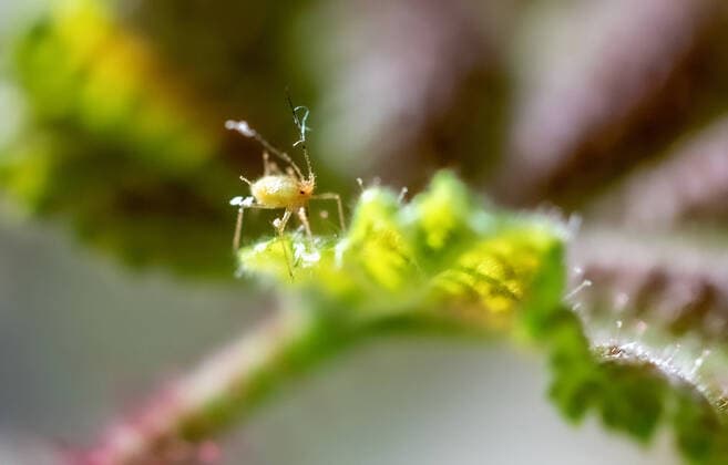 Blattlaus in Nahaufnahme 22.06.2020, Berlin, Blattlaus in Nahaufnahme. Blattlaus krabbelt ueber ein gruenes Blatt. Berlin Berlin Deutschland *** Aphid in close-up 22 06 2020, Berlin, aphid in close-up Aphid crawls over a green leaf Berlin Berlin Germany