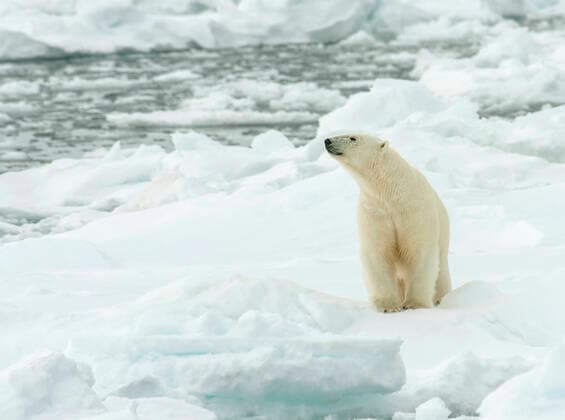 Eisbaer (Ursus maritimus), steht auf Packeis, Norwegen, Spitzbergen polar bear (Ursus maritimus), standing on pack-ice, Norway, Svalbard BLWS619999 *** Polar bear Ursus maritimus , standing on pack ice, Norway, Svalbard BLWS619999 Copyright: xblickwinkel AGAMI R.xdexHaasx
