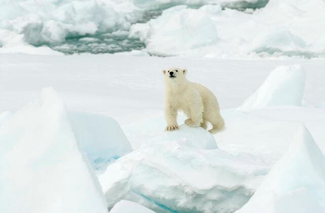 Unsere Erde: Natur, Tiere, Artenschutz, Seltene Tierarten Creative Highlights World Eisbaer (Ursus maritimus), kletternd auf Packeis, Vorderansicht, Norwegen, Spitzbergen polar bear (Ursus maritimus), climbing on pack-ice, front view, Norway, Svalbard BLWS620001 *** Polar bear Ursus maritimus , climbing on pack ice, front view, Norway, Svalbard BLWS620001 Copyright: xblickwinkel AGAMI R.xdexHaasx