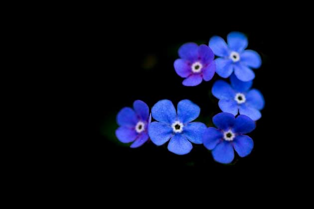 Kaukasus-Vergissmeinnicht, Kaukasusvergissmeinnicht, Grossblaettriges Kaukasus-Vergissmeinnicht, Grossblaettriges Kaukasusvergissmeinnicht (Brunnera macrophylla), Blueten vor schwarzem Hintergrund, Niederlande, Friesland Heartleaf brunnera, Siberian bugloss (Brunnera macrophylla), flowers against black background, Netherlands, Frisia BLWS620333 *** Caucasus forget-me-not, Caucasus forget-me-not, Caucasus forget-me-not, Caucasus forget-me-not Brunnera macrophylla , flowers against black background, Netherlands, Friesland Heartleaf brunnera, Siberian bugloss Brunnera macrophylla , flowers against black background, Netherlands, Frisia BLWS620333 Copyright: xblickwinkel AGAMI W.xLeursx