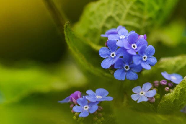 Kaukasus-Vergissmeinnicht, Kaukasusvergissmeinnicht, Grossblaettriges Kaukasus-Vergissmeinnicht, Grossblaettriges Kaukasusvergissmeinnicht (Brunnera macrophylla), Blueten, Niederlande, Friesland Heartleaf brunnera, Siberian bugloss (Brunnera macrophylla), flowers, Netherlands, Frisia BLWS620331 *** Caucasus forget-me-not, Caucasus forget-me-not, Caucasus forget-me-not, Caucasus forget-me-not, Caucasus forget-me-not Brunnera macrophylla , flowers, Netherlands, Friesland Heartleaf brunnera, Siberian bugloss Brunnera macrophylla , flowers, Netherlands, Frisia BLWS620331 Copyright: xblickwinkel AGAMI W.xLeursx