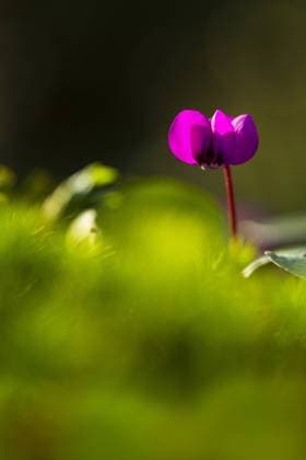 Vorfruehlings-Alpenveilchen, Vorfruehlingsalpenveilchen, Kos-Alpenveilchen, Kosalpenveilchen (Cyclamen coum), bluehend, Niederlande eastern cyclamen (Cyclamen coum), blooming, Netherlands BLWS620737 *** Early spring cyclamen, Early spring cyclamen, Cos cyclamen, cyclamen coum , blooming, Netherlands eastern cyclamen Cyclamen coum , blooming, Netherlands BLWS620737 Copyright: xblickwinkel AGAMI W.xLeursx