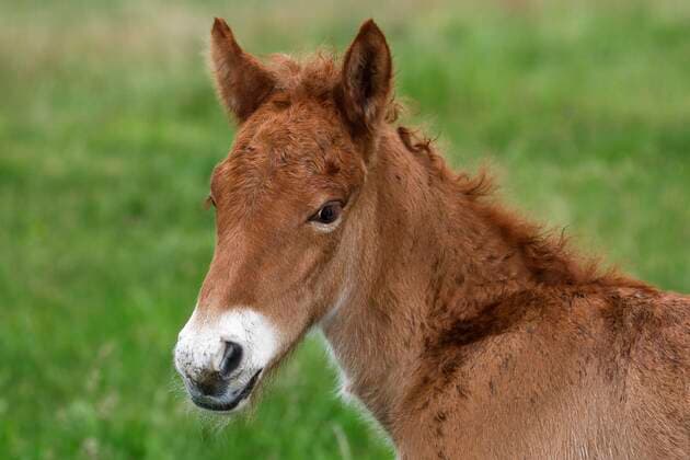Islandpferd (Equus islandicus), Fohlen, Tierkind, Niedersachsen, Deutschland, Europa *** Icelandic horse Equus islandicus , Foal, Animal child, Lower Saxony, Germany, Europe Copyright: imageBROKER JustusxdexCuveland ibxuve05806291.jpg