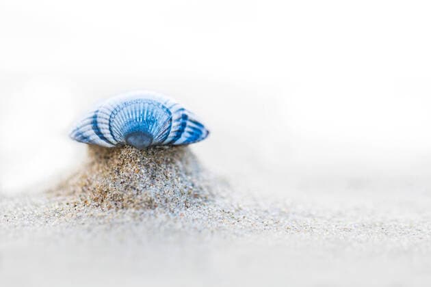 Essbare Herzmuschel, Gemeine Herzmuschel (Cardium edule, Cerastoderma edule), am Strand, Niederlande, Texel common cockle, common European cockle, edible cockle (Cardium edule, Cerastoderma edule), on the beach, Netherlands, Texel BLWS620470 *** Edible cockle, Common cockle Cardium edule, Cerastoderma edule , on the beach, Netherlands, Texel common cockle, common European cockle, edible cockle Cardium edule, Cerastoderma edule , on the beach, Netherlands, Texel BLWS620470 Copyright: xblickwinkel AGAMI W.xLeursx