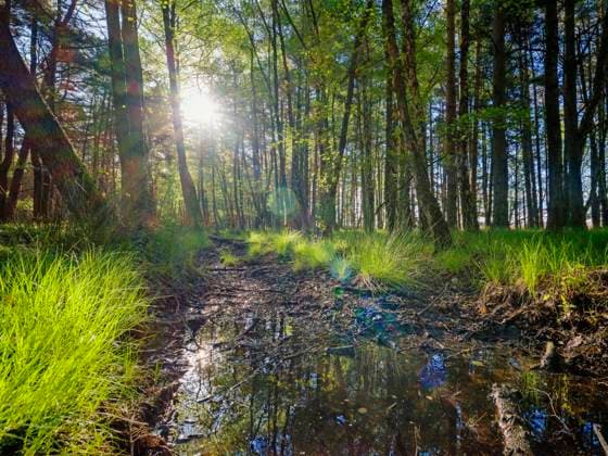 Poland, Pomerania, Leba, Forest at Slowinski National Park at sunset HAMF00616