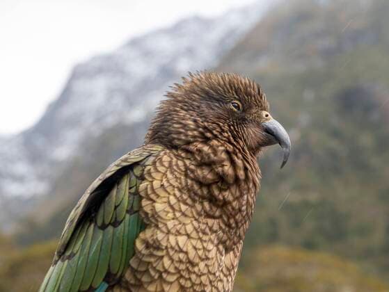 IMAGO Nature: Unsere Erde, Naturschutz, Naturschutzgebiete in Ozeanien Creative Highlights World Kea (Nestor notabilis), Alttier, Fiordland Nationalpark, Te Anau, Southland, Südinsel, Neuseeland, Ozeanien *** Kea Nestor notabilis, Alttier, Fiordland National Park, Te Anau, Southland, South Island, New Zealand, Oceania Copyright: imageBROKER/MaraxBrandl ibxmab05580673.jpg