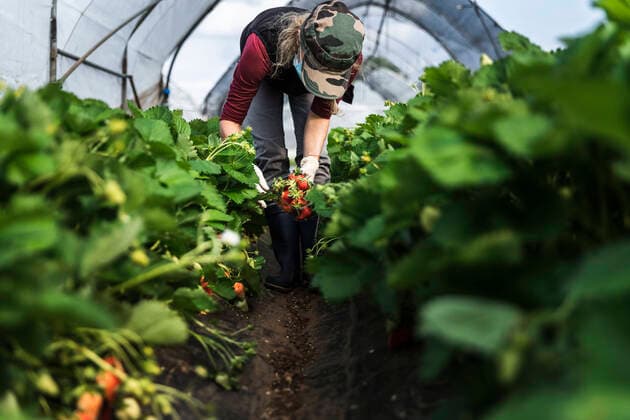 IMAGO Creative: Klimawandel - Umwelterziehung Mature woman harvesting fresh organic strawberries at greenhouse model released Symbolfoto property released MCVF00340