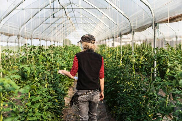 IMAGO Creative: Klimawandel - Umwelterziehung Female farm worker with surgical mask checking the growth of organic tomatoes in a greenhouse model released Symbolfoto property released MCVF00372