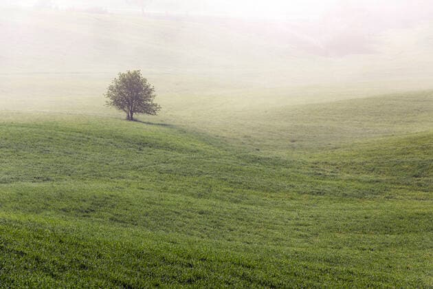 Italy, Tuscany, Lone tree growing in foggy meadow RPSF00308