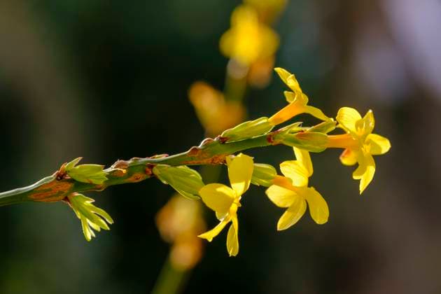 Yellow blooming winter jasmines (Jasminum nudiflorum) SIEF09873