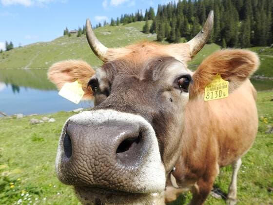 Foto Manuel Geisser 25.06.2020 Der Bannalpsee ist ein Stausee im Kanton Nidwalden,Schweiz. Kuh mit Hoerner *** Photo Manuel Geisser 25 06 2020 The Bannalpsee is a reservoir in the canton of Nidwalden,Switzerland Cow with Hoerner