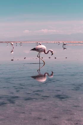 IMAGO Nature: Unsere Erde, Naturschutz, Naturschutzgebiete in Nordamerika Creative Highlights World Tele Shot of flamingo wading through salt lake in Atacama Desert San Pedro de Atacama, Antofagasta, Chile CR_MAKO200611A-391326-01