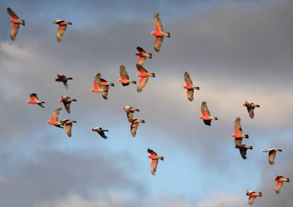 Rosakakadu, Rosa-Kakadu (Eolophus roseicapilla, Cacatua roseicapilla), Schwarm im Flug, Australien galah (Eolophus roseicapilla, Cacatua roseicapilla), flock in flight, Australia BLWS620858 *** Pink Cockatoo, Pink Cockatoo Eolophus roseicapilla, Cacatua roseicapilla , flock in flight, Australia galah Eolophus roseicapilla, Cacatua roseicapilla , flock in flight, Australia BLWS620858 Copyright: xblickwinkel AGAMI A.xu.xG.xSwashx