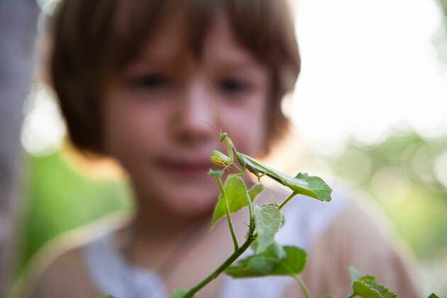 Creative Highlights Symbolfotos A five year old boy looking closely at a praying mantis on a leaf. Moremi Game Reserve,Botswana,A five year old boy looking closely at a praying mantis on a leaf.  A five year old boy looking closely at a praying mantis on a leaf.