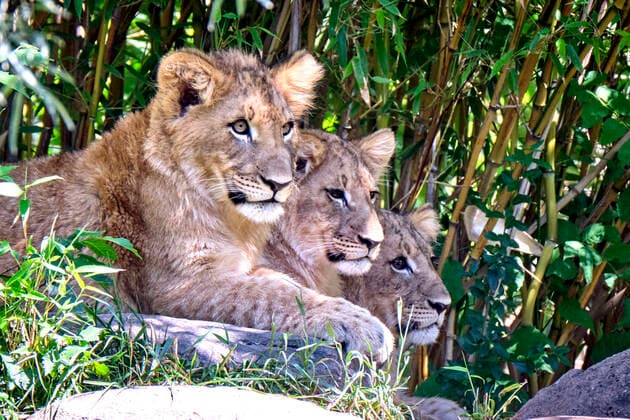 Bilder des Jahres 2020, Entertainment 06 Juni Entertainment Themen der Woche KW26 Entertainment Bilder des Tages Zoo Leipzig. Löwen ( Panthera leo ) Nachwuchs im Zoo Leipzig. Die 6 Monate alten Löwen-Drillinge sind auf die Namen Mateo , Hanna und Elsa getauft worden. 20200624MIC0830 *** Leipzig Zoo Lions Panthera leo offspring at Leipzig Zoo The 6 month old lion triplets have been christened Mateo, Hanna and Elsa 20200624MIC0830