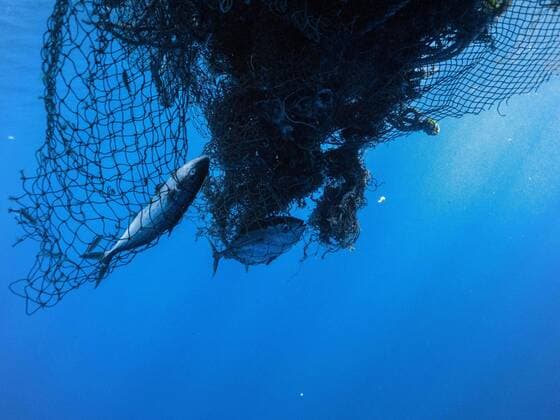 May 22, 2020, North Pacific Subtropical Convergence Zone, Pacific Ocean: A dead tuna fish in huge ball of old nets in the ocean. s marine plastic recovery vessel, S V KWAI, after a 48-day expedition, successfully removing 103 tons (206,000 lbs.) of fishing nets and consumer plastics from the North Pacific Subtropical Convergence Zone, more commonly known as the Great Pacific Garbage Patch or Gyre. has set a new record with the largest at sea clean-up in the Gyre ever done, and more than doubled its own record-setting results from last year. The Great Pacific Garbage Patch is a collection of marine debris in the North Pacific Ocean. Also known as the Pacific trash vortex, the garbage patch is actually two distinct collections of debris b - ZUMAz03_ 20200522_zah_z03_585 Copyright: xOceanxVoyagesxInstitutex