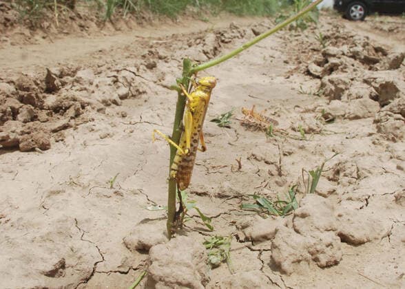 Bilder des Jahres 2020, News 06 Juni News Themen der Woche KW26 JHAJJAR, INDIA - JUNE 27: A locust seen on an open field, at Khudan, in Machharoli village, on June 27, 2020 in Jhajjar, India. (Photo by Manoj Dhaka HindustanTimes) Locust Attack In Haryana s Jhajjar