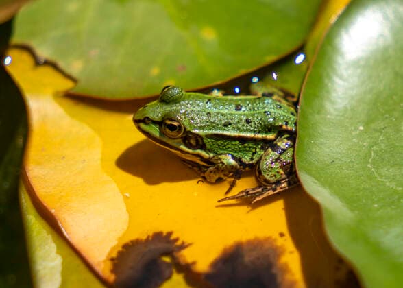 Kleiner Wasserfrosch, Pelophylax lessonae, in einem Teich, Seerose, Frosch *** small water frog, Pelophylax lessonae, in a pond, water lily, frog
