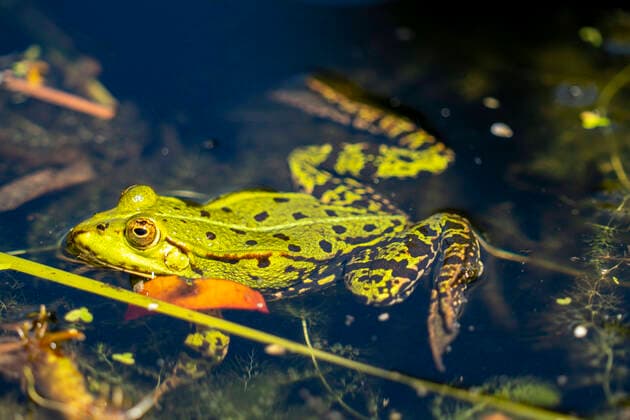 Kleiner Wasserfrosch, Pelophylax lessonae, in einem Teich, Frosch *** Small water frog, Pelophylax lessonae, in a pond, frog