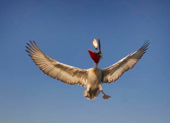 Creative Highlights World Krauskopfpelikan, Krauskopf-Pelikan (Pelecanus crispus), faengt in der Luft einen Fisch, Griechenland, Kerkini-See Dalmatian pelican (Pelecanus crispus), Catching a fish in mid air, Greece, Lake Kerkini BLWS621030 *** Dalmatian pelican Pelecanus crispus , Catching a fish in mid air, Greece, Lake Kerkini BLWS621030 Copyright: xblickwinkel AGAMI H.xvanxDiekx