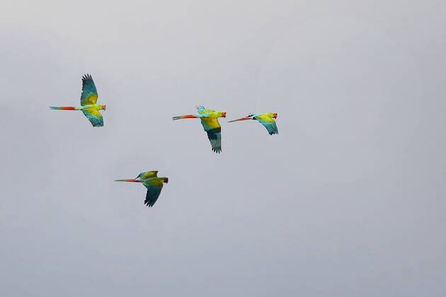 Unsere Erde: Natur, Tiere, Artenschutz, Seltene Tierarten Bechstein-Ara, Bechsteinara, Grosser Soldaten-Ara, Grosser Soldatenara (Ara ambiguus, Ara ambigua), fliegender Trupp, Costa Rica, Boca Tapada buffon s macaw, buffons macaw (Ara ambiguus, Ara ambigua), flying group, Costa Rica, Boca Tapada BLWS621160 *** Bechstein Macaw, Bechsteinara, Great Soldier Macaw, Great Soldier Macaw Ambiguus, Macaw Ambigua, flying group, Costa Rica, Boca Tapada buffon s macaw, buffons macaw Macaw Ambiguus, Macaw Ambigua, flying group, Costa Rica, Boca Tapada BLWS621160 Copyright: xblickwinkel M.xWoikex