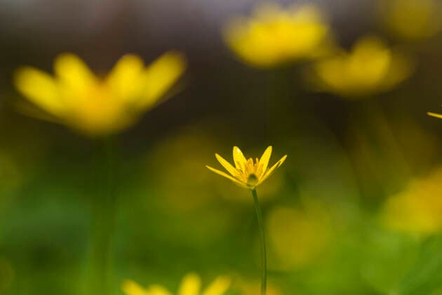 Scharbockskraut, Scharbocks-Kraut (Ranunculus ficaria, Ficaria verna), bluehend, Niederlande lesser celandine, fig-root butter-cup (Ranunculus ficaria, Ficaria verna), blooming, Netherlands BLWS621441 *** Lesser celandine, fig root butter cup Ranunculus ficaria, Ficaria verna , blooming, Netherlands lesser celandine, fig root butter cup Ranunculus ficaria, Ficaria verna , blooming, Netherlands BLWS621441 Copyright: xblickwinkel AGAMI W.xLeursx