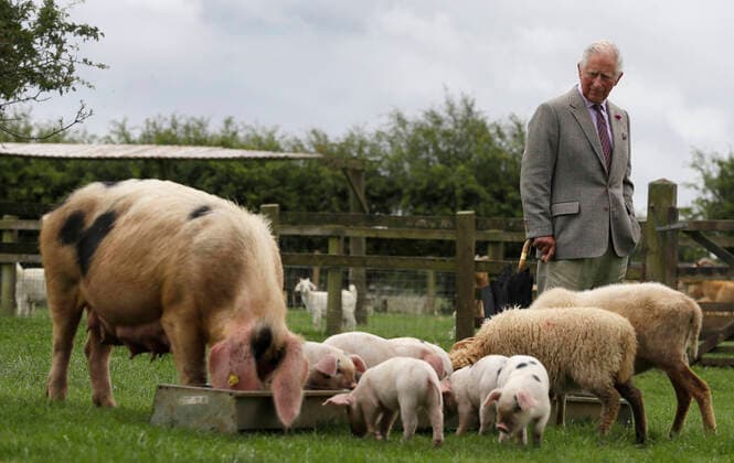 Bilder des Jahres 2020, Entertainment 07 Juli Entertainment Themen der Woche KW27 Entertainment Bilder des Tages . 01 07 2020. Cheltenham, United Kingdom. Britain s Prince Charles, looks at a Gloucestershire Old Spot pig with her piglets during a visit to the Cotswold Farm Park near Cheltenham, United Kingdom.  xPoolx xi-Imagesx IIM-21352-0004