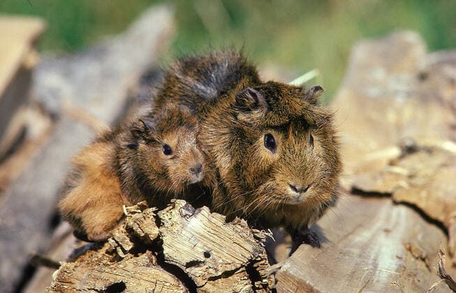 GUINEA PIG cavia porcellus Copyright: xGerardxLaczx Lacz_013638