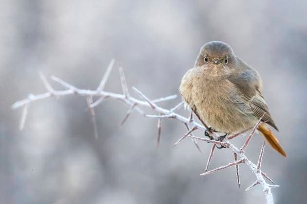Creative Highlights World Gibraltar-Hausrotschwanz, Gibraltar-Haus-Rotschwanz (Phoenicurus ochruros gibraltariensis, Phoenicurus gibraltariensis), sitzt aufgeplustert auf einem dornigen Zweig, Italien, Stagno di Peretola Gibraltar black redstart (Phoenicurus ochruros gibraltariensis, Phoenicurus gibraltariensis), perching fluffed up on a prickly twig, Italy, Stagno di Peretola BLWS621829 *** Gibraltar House Redstart, Gibraltar House Redstart Phoenicurus ochruros gibraltariensis, Phoenicurus gibraltariensis , sitting puffed up on a thorny branch, Italy, Stagno di Peretola Gibraltar black redstart Phoenicurus ochruros gibraltariensis, Phoenicurus gibraltariensis , perching fluffed up on a prickly twig, Italy, Stagno di Peretola BLWS621829 Copyright: xblickwinkel AGAMI D.xOcchiatox