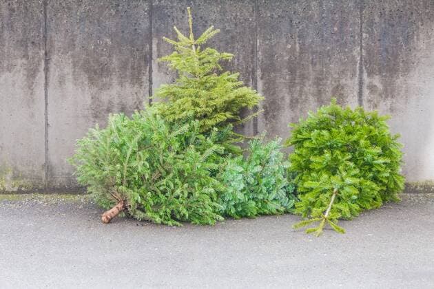  Traditional green christmas trees firs on street at xmas season Copyright: xazur13x Panthermedia27376826