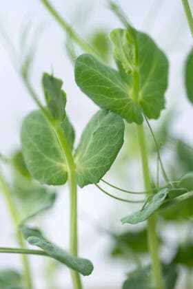 IMAGO Nature: Unsere Erde, Klimawandel, Ern?hrung, Pflanzen der Zukunft, Futtererbse Young tender pea shoots growing on a windowsill, England, United Kingdom, Europe Copyright: JohnxPotter 1228-244