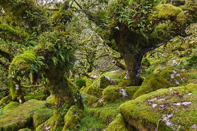 Creative Highlights World Ancient gnarled and stunted oak trees growing among moss-covered boulders in Wistman s Wood, Dartmoor National Park, Devon, England, United Kingdom, Europe Copyright: NigelxHicks 1202-289