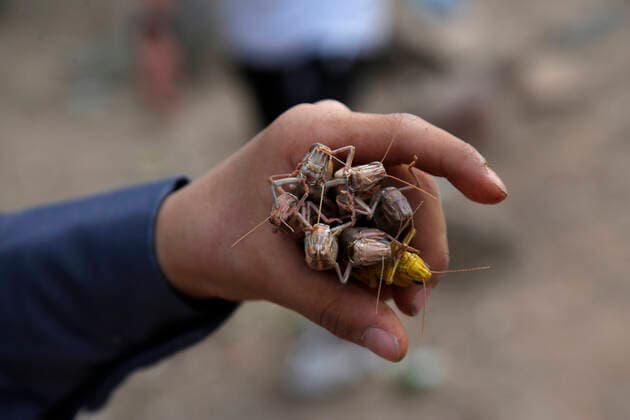 Bilder des Jahres 2020, News 07 Juli News Themen der Woche KW27 Jemen, Heuschreckenplage (200704) -- SANAA, July 4, 2020 (Xinhua) -- A man shows desert locusts he caught in Sanaa, Yemen, on July 3, 2020. Desert locusts swarmed through the Yemeni Houthi-held capital Sanaa on Friday, invading crops and leaving farmers of the war-torn country in despair. (Photo by Mohammed Mohammed Xinhua) YEMEN-SANAA-DESERT LOCUSTS 