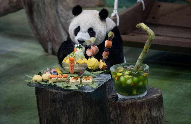 Bilder des Jahres 2020, Entertainment 07 Juli Entertainment Themen der Woche KW28 Entertainment Bilder des Tages (200706) -- TAIPEI, July 6, 2020 -- Giant panda Yuan Zai enjoys its special birthday cake at the Taipei Zoo in Taipei, southeast China s Taiwan, July 6, 2020. Yuan Zai, the female cub of giant panda Tuan Tuan and Yuan Yuan as goodwill gifts to Taiwan by the Chinese mainland, celebrated its seventh birthday in Taipei on Monday. ) CHINA-TAIPEI-GIANT PANDA-YUAN ZAI-BIRTHDAY (CN) JinxLiwang 
