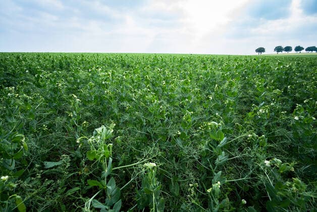 IMAGO Nature: Unsere Erde, Klimawandel, Ernährung, Pflanzen der Zukunft, Futtererbse Anbau von Eiweiß - Futterpflanzen, ein Feld mit blühenden Futtererbsen. Das neue Trendfood. Eiweißpflanzen wie Erbsen oder Bohnen auf deutschen Äckern. Neben Ackerbohnen und Lupinen eignet sich auch die Futtererbse als proteinhaltige Futterkomponente in der Tierfütterung. Gleichzeitig reichert sie als Leguminose den Boden mit Stickstoff an. Landkreis Osnabrück Niedersachsen Deutschland *** Cultivation of protein Fodder plants, a field of flowering fodder peas The new trend food Protein plants such as peas or beans on German fields In addition to field beans and lupins, fodder peas are also suitable as a protein-containing fodder component in animal feeding At the same time, as a legume, they enrich the soil with nitrogen in the distr